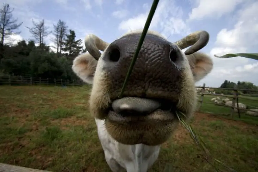 Che fine ha fatto la Mucca Pazza?