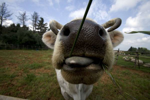 Che fine ha fatto la Mucca Pazza?